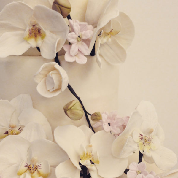 orchidea001